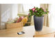 Smart Home Parrot POT - черно