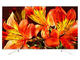 Телевизори Sony KD-49XF8577