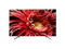 Телевизори Sony KD-55XG8577 1